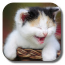 Funny Cat Wallpaper HD Custom New Tab pour Google Chrome