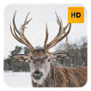 Winter Deer Wallpaper HD New Tab Theme© pour Google Chrome