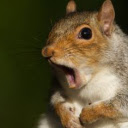 Squirrel Wallpapers and New Tab pour Google Chrome