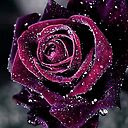 Purple Rose Wallpaper HD Custom New Tab pour Google Chrome