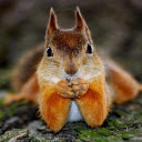 Squirrel Wallpaper New Tab Theme pour Google Chrome