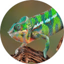 Caméléon laveur Fond d'écran pour Google Chrome