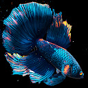 Poisson Live Wallpaper HD Nouvel onglet personnalisé pour Google Chrome