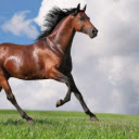 Horse Wallpapers and New Tab pour Google Chrome