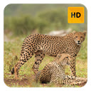 Cheetah Wallpaper HD New Tab Theme pour Google Chrome