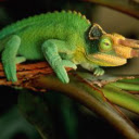 Chameleon Wallpapers and New Tab pour Google Chrome