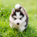 Cute Puppies Dogs Wallpaper New Tab pour Google Chrome