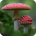 Mushroom Wallpaper HD Custom New Tab pour Google Chrome